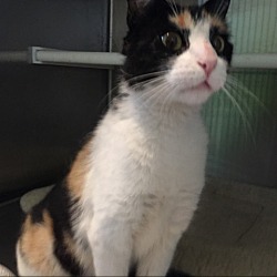 Photo of Cali