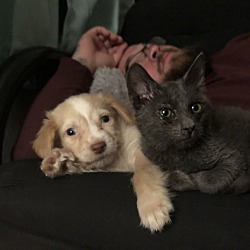 Photo of Puppy Kitten Duo