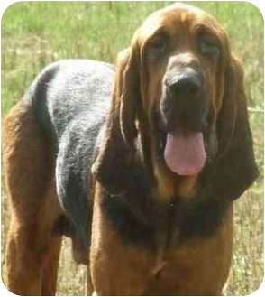 bloodhound ga