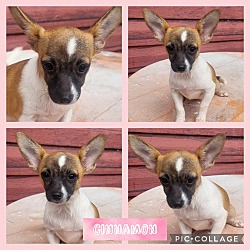 Photo of Cinnamon