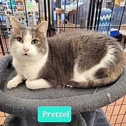 Photo of Pretzel-Sponsored