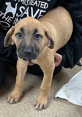 SHELBY TOWNSHIP, MI - Mixed Breed (Medium). Meet Nickels a Pet for ...