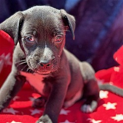 Photo of Derby Pup - Arlington