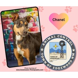 Thumbnail photo of Chanel #1