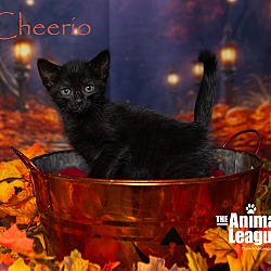 Thumbnail photo of Cheerio #1