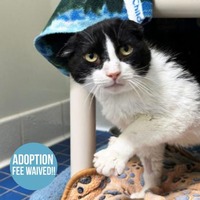 adopt a pet