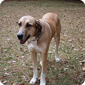 anatolian shepherd hound mix