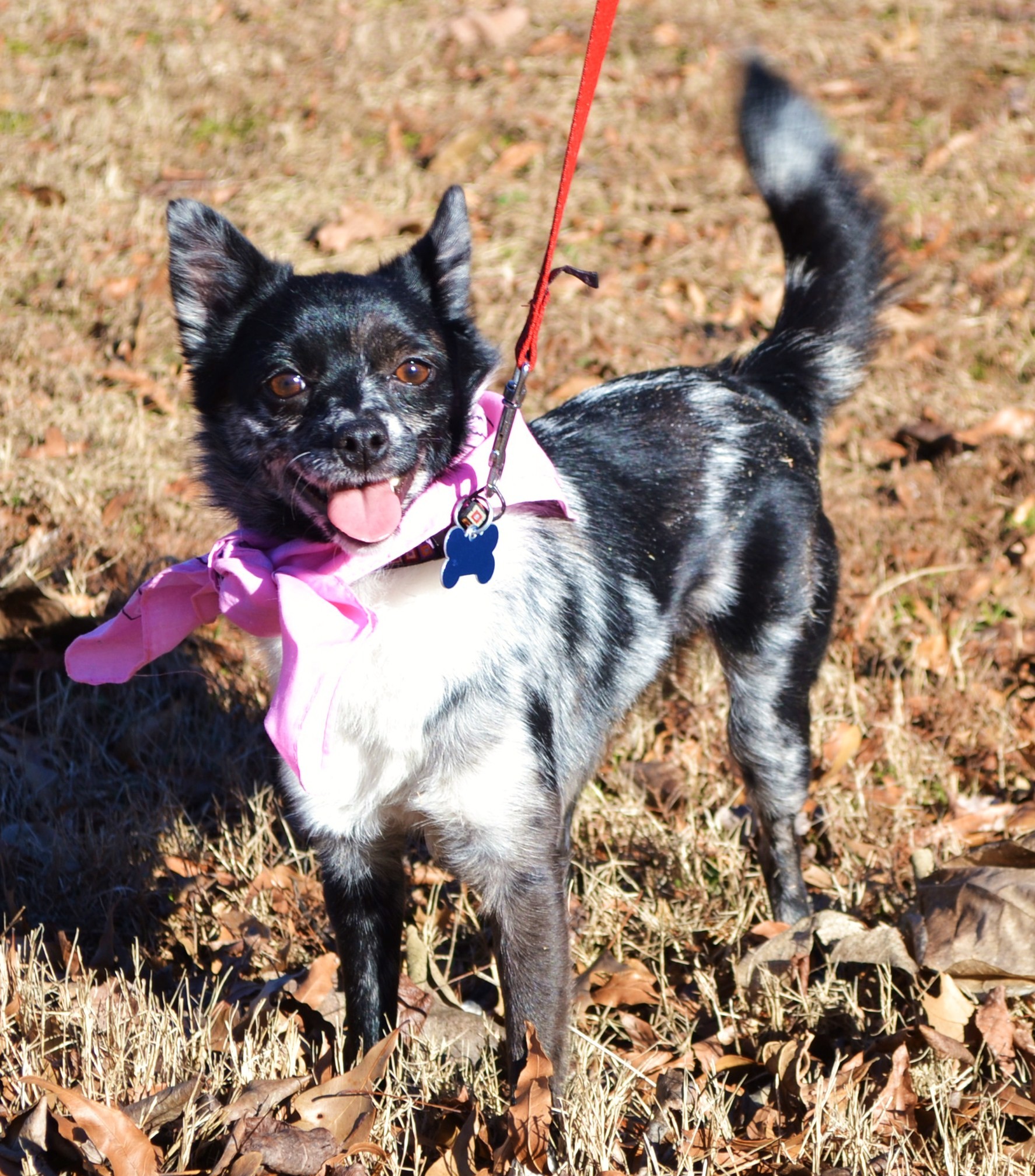 catahoula pomeranian mix