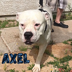 Thumbnail photo of AXEL - 3 YR AMERICAN BULLDOG #2