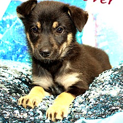 Thumbnail photo of Clover~adopted! #1