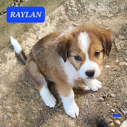 Photo of Raylan