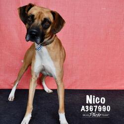 Photo of NICO