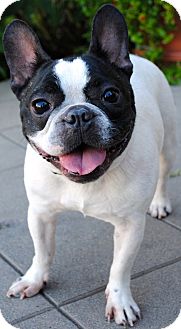 15 Top Photos English Bulldog Adoption Los Angeles - English Bulldog- Los Angeles Pico Rivera Dogs & Puppies ...