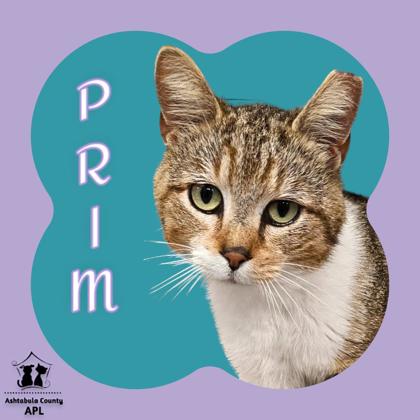 Photo of Prim