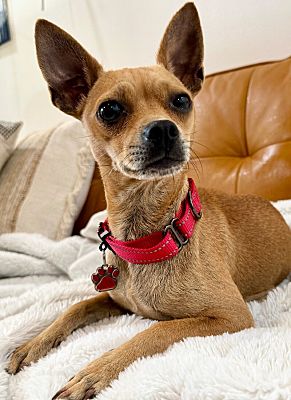 Portland, OR - Chihuahua. Meet Momma Lily Russel a Pet for Adoption ...