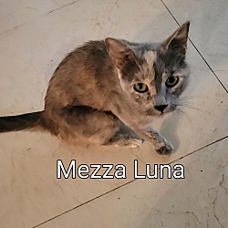 Thumbnail photo of Mezza Luna #1