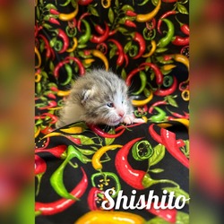 Thumbnail photo of Shishito #3