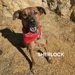 Thumbnail photo of Sherlock #3