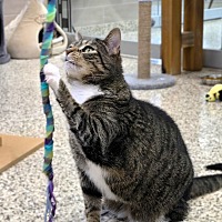 adopt a pet