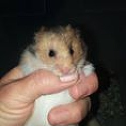Thumbnail photo of Hamsters :-) #1