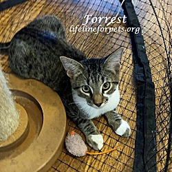 Thumbnail photo of Adopt Young FORREST! #4