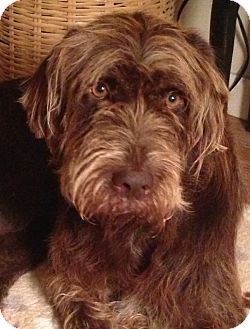 Jersey City Nj German Wirehaired Pointer Meet Mitzi Gaynor A