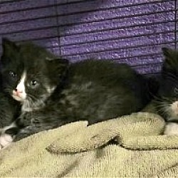 Thumbnail photo of ABANDONED KITTENS-FOSTERS NEEDED URGENTLY! #2