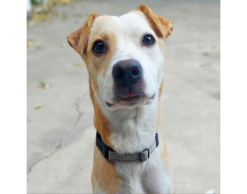 St Louis, MO - Whippet/Terrier (Unknown Type, Medium). Meet Tasha AG* a ...