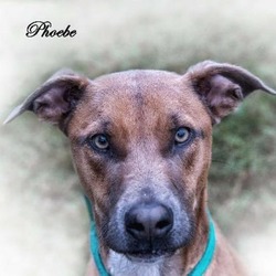 Thumbnail photo of Phoebe #3