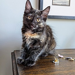 Thumbnail photo of Clover (Kitten Garden Litter) #1