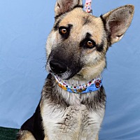 adopt a pet