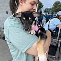adopt a pet