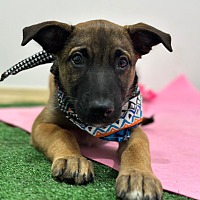 adopt a pet