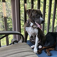 adopt a pet