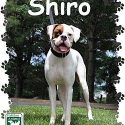 Thumbnail photo of Shiro #2