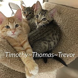 Thumbnail photo of Timothy~Thomas~Trevor #1