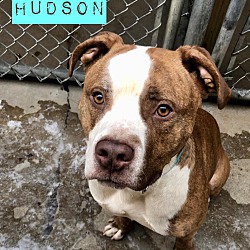Photo of Hudson