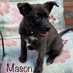 Thumbnail photo of Mason #1