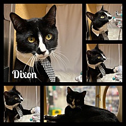 Photo of Dixon