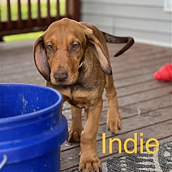 Thumbnail photo of Indie #2