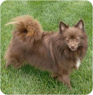 schipperke pomeranian mix