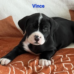 Photo of Vince