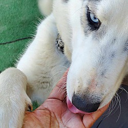 Thumbnail photo of beautiful Nikita-Piebald breed #3