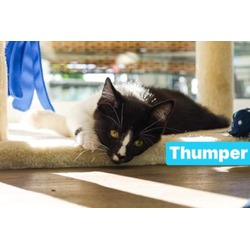 Thumbnail photo of Thumper #1