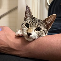 adopt a pet