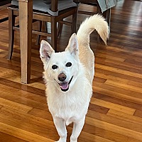 adopt-pet