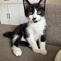 adopt-pet