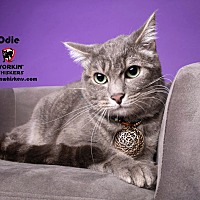 adopt a pet