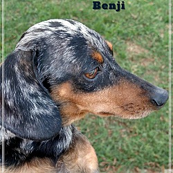 Thumbnail photo of Benji #2