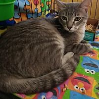 loving arms pet center